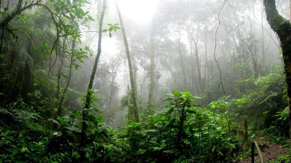 pacoche rainforest