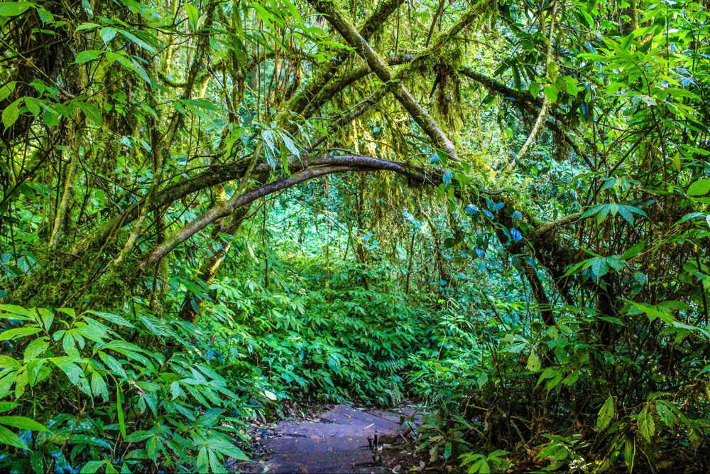 nature treeking  things to do in manta ecuador