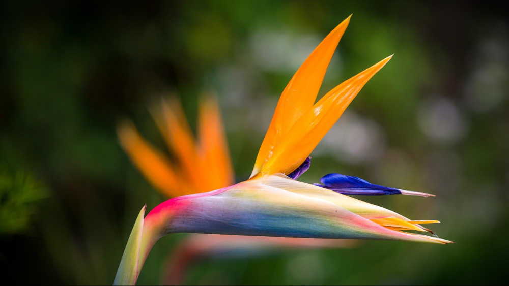 pacoche manta flower