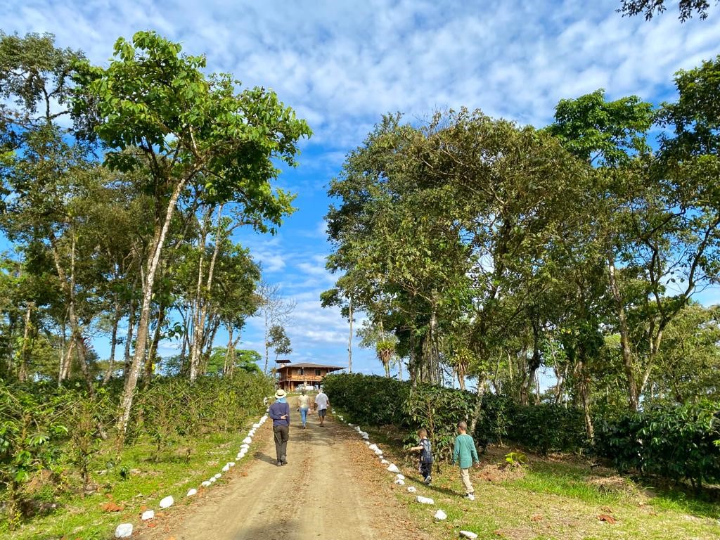 Rainforest Coffee plantation